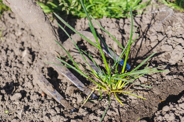 Garden tools. The pitchfork is digging the ground. Weeds in the ground under the pitchfork