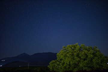 Fototapeta premium night sky with trees