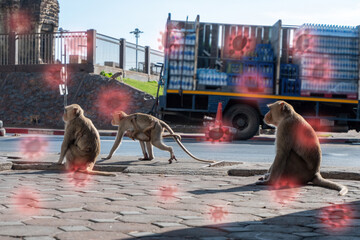 Monkeypox outbreak, monkeys living in human urban communities, are responsible for transmitting...