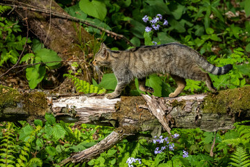 Feral Cat (Felis catus) in the forest.