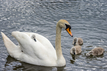 Close up of an adult Mute Swan with cygnets, one riding on her back, in lake
