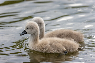 Close up of a pair of cute fluffy cygnets swimming on lake