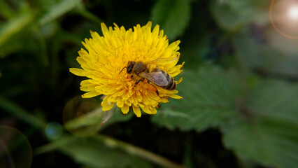 a bee collects nectar from a dandelion. close-up