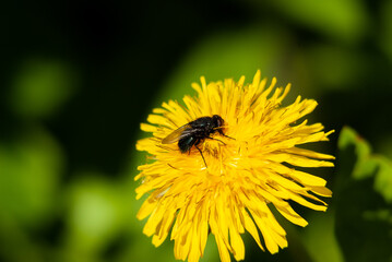 Macro pictures of flowers in Samarskaya Luka National Park! Shot with a Nikon D200 camera! Shot during a walk through the forests of the reserve!