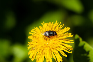 Macro pictures of flowers in Samarskaya Luka National Park! Shot with a Nikon D200 camera! Shot during a walk through the forests of the reserve!