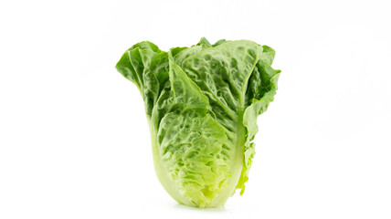 Fresh single Romaine or cos lettuce (Lactuca sativa L. var. longifolia) set in vertical isolated on white background, healthy eating vegetable concept, front view - obrazy, fototapety, plakaty