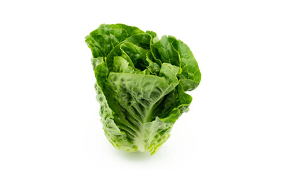 Fresh single Romaine or cos lettuce (Lactuca sativa L. var. longifolia) set in vertical isolated on white background, healthy eating vegetable concept