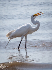 great white egret with a fish in its mouth