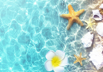 Fototapeta na wymiar Starfish and seashells on the summer beach in sea water. Summer background. Summer time