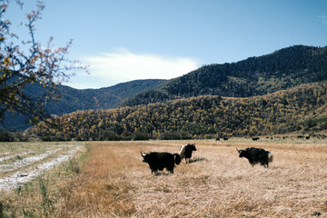 cows in the field