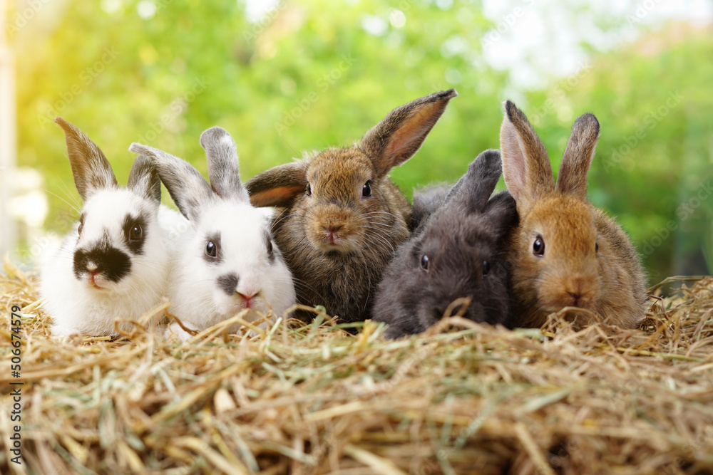 Wall mural five small adorable rabbits, baby fluffy rabbits sitting on dry straw,green nature background.bunny 