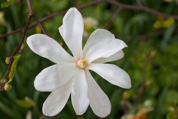 Naklejka na ściany i meble Magnolia stellata is a species of flowering plants in the genus Magnolia