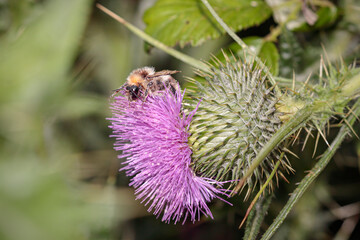 Bee on a pink flower