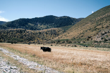 cows in the field