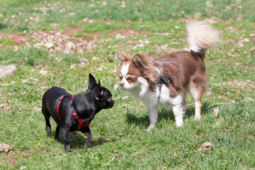 Cute chihuahua puppy and black mini chihuahua puppy are standing on a green grass in the spring park. Teacup puppy. Pet animals. Purebred dog.
