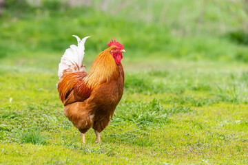 Beautiful Rooster standing on the grass in blurred nature green background.rooster going to crow...