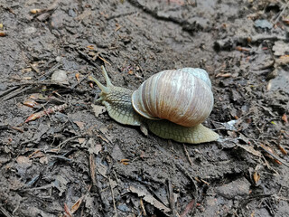 snail on the road
