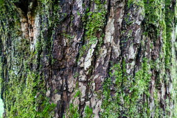 tree bark texture