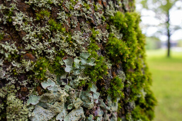 moss on tree