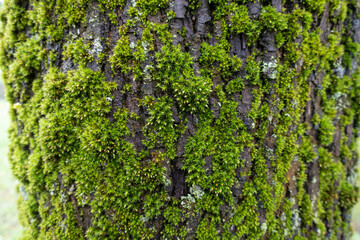 moss on tree bark