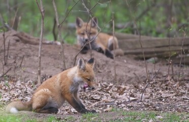 Naklejka na ściany i meble red fox kits