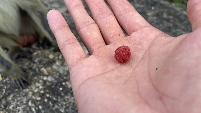 Monkey hand grabbing sweet gummy jelly ball from person&rsquo;s hand close up outdoor nature view slow motion. Male hand feeding hungry monkey fingers touching food. Beautiful mountain forest landscape