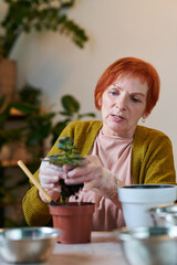 Senior gardener taking green plant in gloves and transplanting it in bigger pot at table