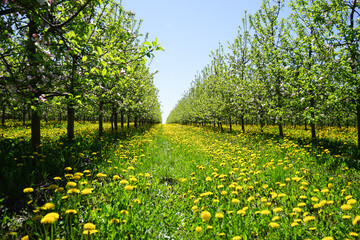 Apple orchard garden in springtime with beautiful field of blooming dandelions. Blossoming apple orchard in spring.