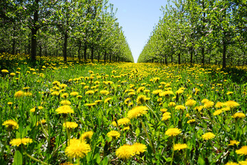 Apple orchard garden in springtime with beautiful field of blooming dandelions. Blossoming apple orchard in spring.