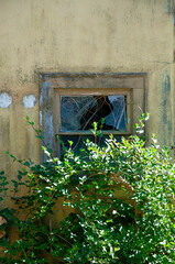 Old broken window rustic building with shrubs growing up around the ruins.