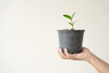 Woman carrying black plant pot gardening at home decorate your house with small growing plant.