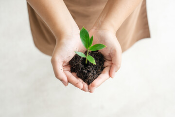 Woman holding plant on beautiful hands planting for good environment. Environmental conservation start from growing small plant at home.