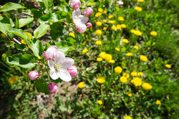 Obraz premium Flowering branches of an apple orchard against a background of yellow dandelions, close-up. Blossoming apple orchard in spring.