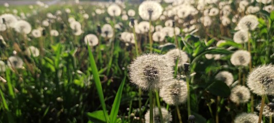 grass in the grass