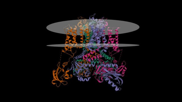 Structure of the human ether-a-go-go related potassium channel. Animated 3D cartoon model and Gausian surface models, putative membrane shown, PDB 5va1, black background