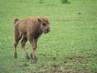Bison d'Europe, bison bonasus dans une prairie.