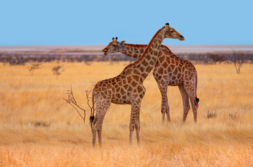 Naklejka na ściany i meble A couple of giraffes walking in yellow grass on the Ethosa national park - Namibia, Africa