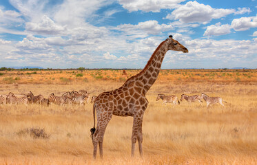 Giraffe walking in yellow grass on the Ethosa national park -  Group of Zebras on the yellow meadow - Namibia, Africa