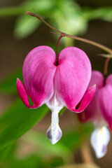 Bleeding Heart Flower 