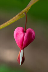 Small Budding Bleeding Heart Flower 