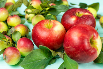 Red ripe large and small apples on a branch with leaves close-up on a blue mint background.