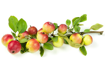 A branch with red ripe apples with leaves on a white isolated (isolate) background.