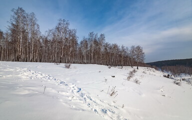 Winter landscape with birches, snow and blue sky with clouds