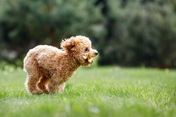 Brown crazy poodle puppy fast running on the grass. The little dog biting a rubber toy and starts...