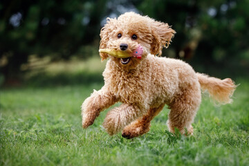 Apricot toy poodle frantically running towards the camera, very happy, playing, trained, on green...