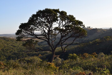 Vegetação do cerrado