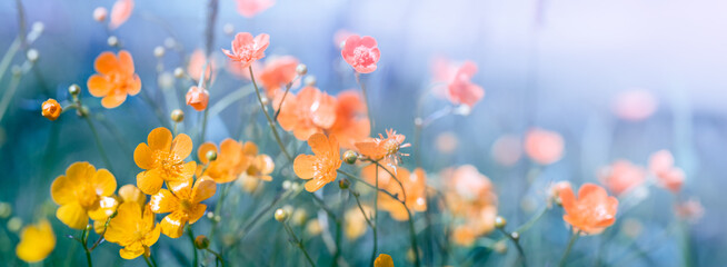 Wild flowers grass background. Meadow nature. Pastel colours. in the rays of summer sun in spring....