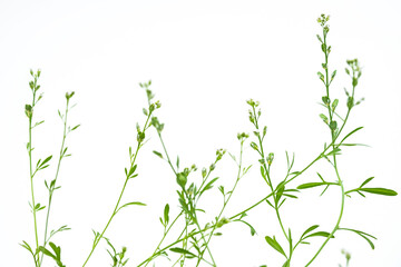 Field Pennycress on white background, selective focus. Bitter edible herb Brassicaceae family, used in salads.