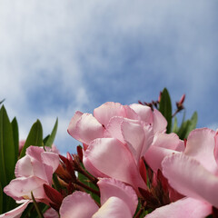 Oleander 1