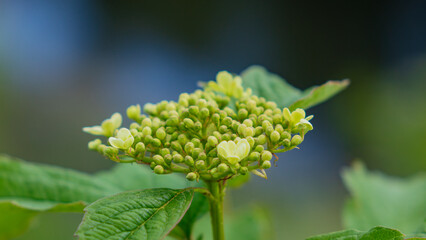 Nature, plants and flowers.